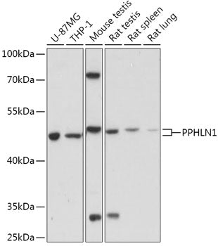PPHLN1 Rabbit pAb