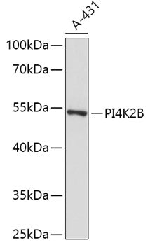 PI4K2B Rabbit pAb