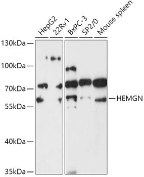 HEMGN Rabbit pAb