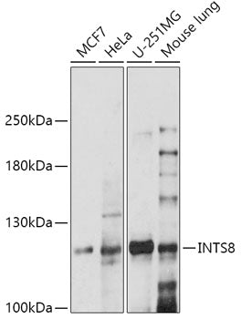 INTS8 Rabbit pAb