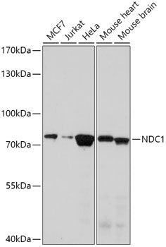 NDC1 Rabbit pAb
