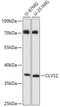 CLVS2 Rabbit pAb