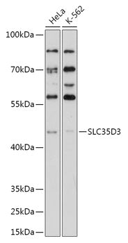 SLC35D3 Rabbit pAb