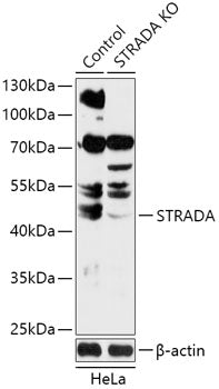 [KO Validated] STRADA Rabbit pAb