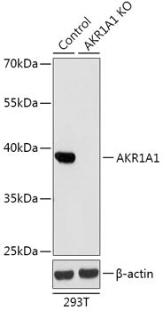 [KO Validated] AKR1A1 Rabbit pAb