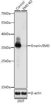 [KO Validated] Emerin/EMD Rabbit pAb