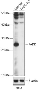 [KO Validated] FADD Rabbit pAb