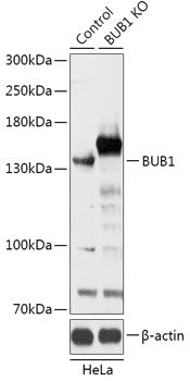 [KO Validated] BUB1 Rabbit pAb