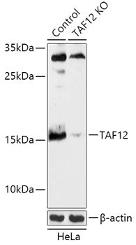 [KO Validated] TAF12 Rabbit pAb