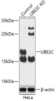 [KO Validated] UBE2C Rabbit pAb