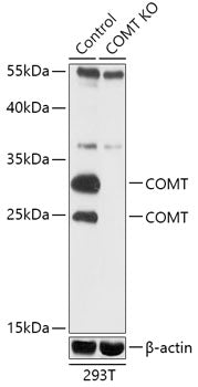 [KO Validated] COMT Rabbit pAb