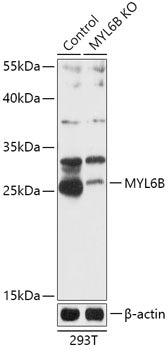 [KO Validated] MYL6B Rabbit pAb