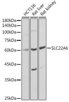 SLC22A6 Rabbit pAb