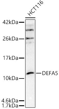DEFA5 Rabbit pAb