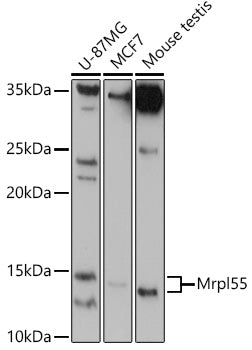 Mrpl55 Rabbit pAb