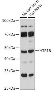 HTR1B Rabbit pAb
