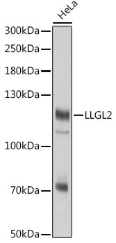 LLGL2 Rabbit pAb