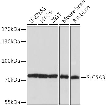 SLC5A3 Rabbit pAb