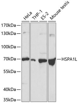 HSPA1L Rabbit pAb
