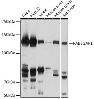 RAB3GAP1 Rabbit pAb