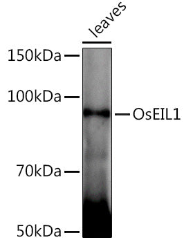 OsEIL1 Rabbit pAb
