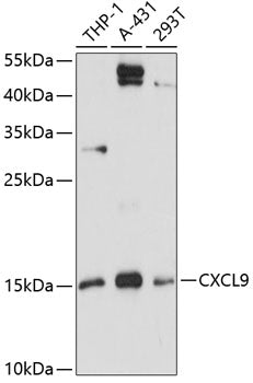 CXCL9 Rabbit pAb
