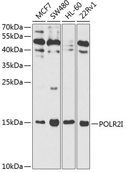 POLR2I Rabbit pAb