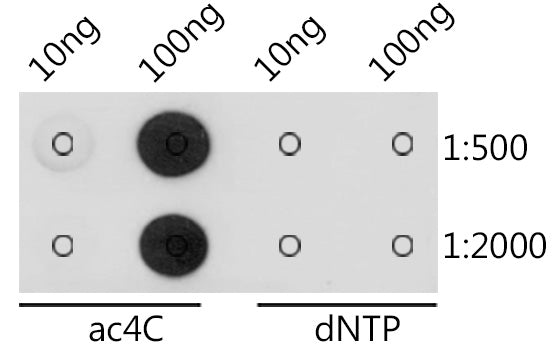 N4-acetylcytidine/ ac4C Rabbit pAb