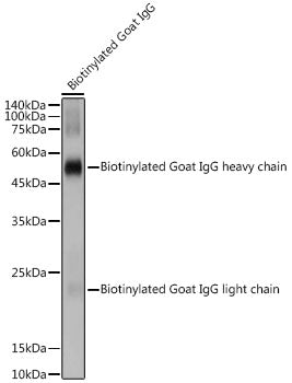 Biotin Rabbit pAb