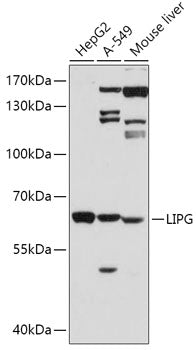LIPG Rabbit pAb
