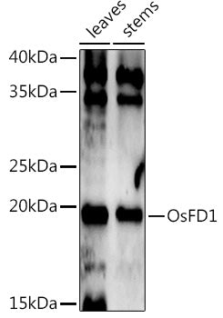 OsFD1 Rabbit pAb
