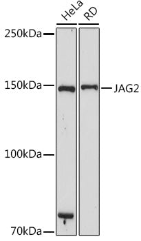 JAG2 Rabbit mAb