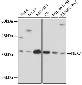 NEK7 Rabbit mAb