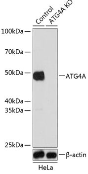 [KO Validated] ATG4A Rabbit pAb