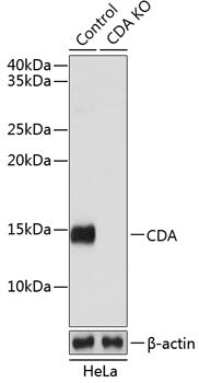 [KO Validated] CDA Rabbit pAb