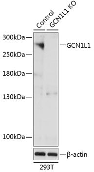 [KO Validated] GCN1L1 Rabbit pAb