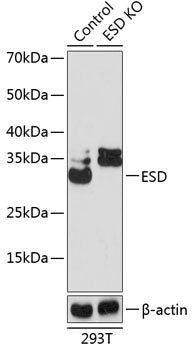 [KO Validated] ESD Rabbit pAb