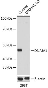 [KO Validated] DNAJA1 Rabbit pAb