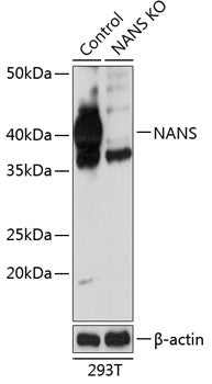 [KO Validated] NANS Rabbit pAb
