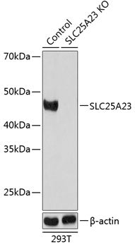 [KO Validated] SLC25A23 Rabbit pAb