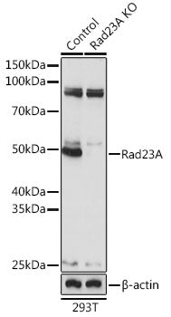 [KO Validated] Rad23A Rabbit pAb