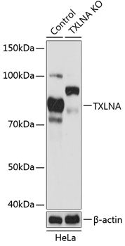 [KO Validated] TXLNA Rabbit pAb