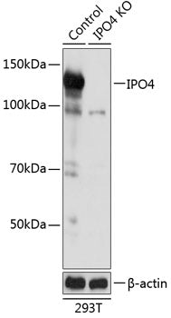 [KO Validated] IPO4 Rabbit pAb
