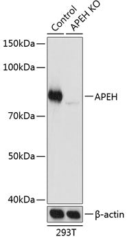 [KO Validated] APEH Rabbit pAb