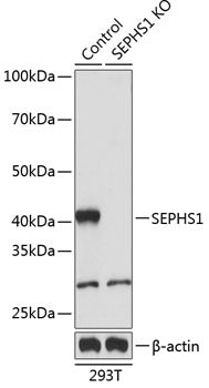 [KO Validated] SEPHS1 Rabbit pAb