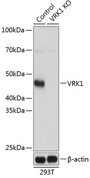 [KO Validated] VRK1 Rabbit pAb