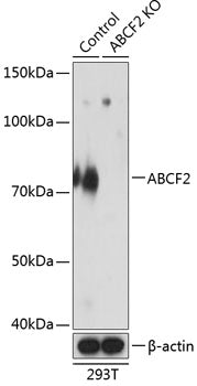 [KO Validated] ABCF2 Rabbit pAb