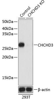 [KO Validated] CHCHD3 Rabbit pAb