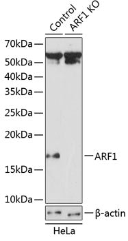 [KO Validated] ARF1 Rabbit pAb