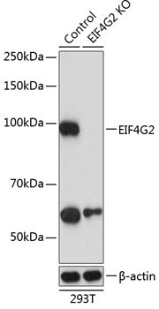 [KO Validated] EIF4G2/p97 Rabbit pAb